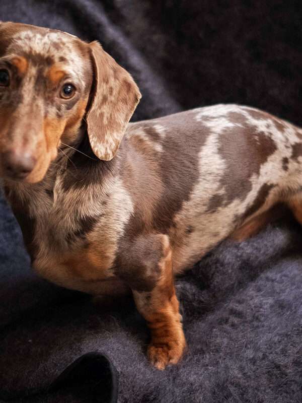 Mohair Dog Blanket (Aubergine)