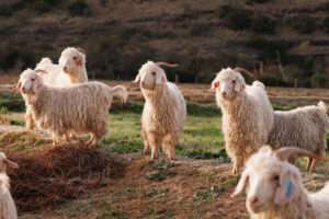 Mohair