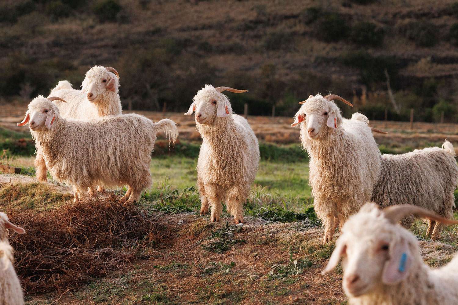 Mohair